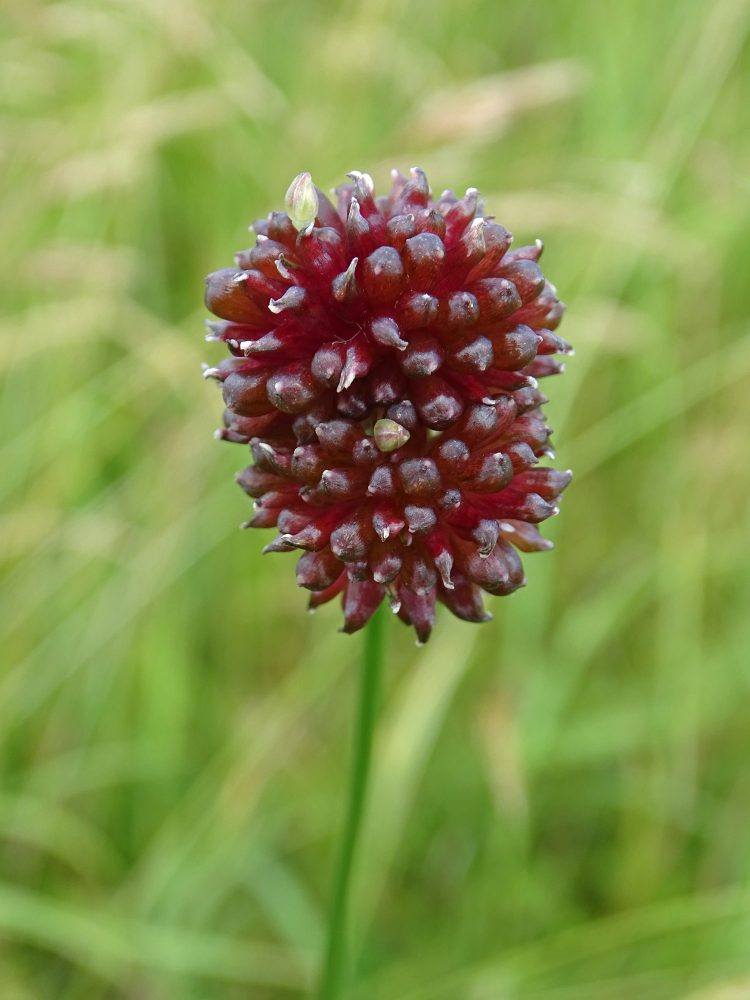 Pimpernel